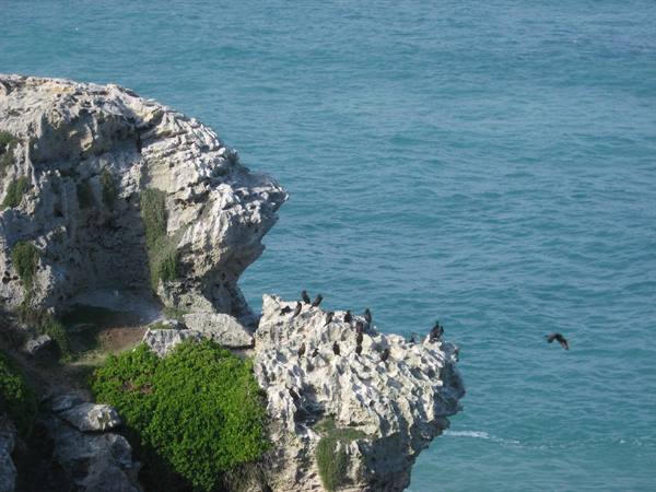 Tsitsikamma National Park - Cormorants