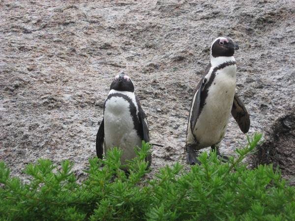 Penguins near the Cape of Good Hope