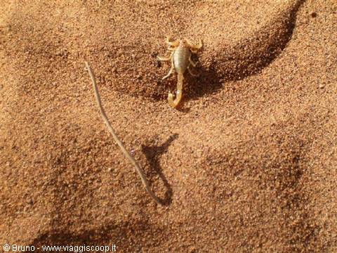 Encounter with a scorpion