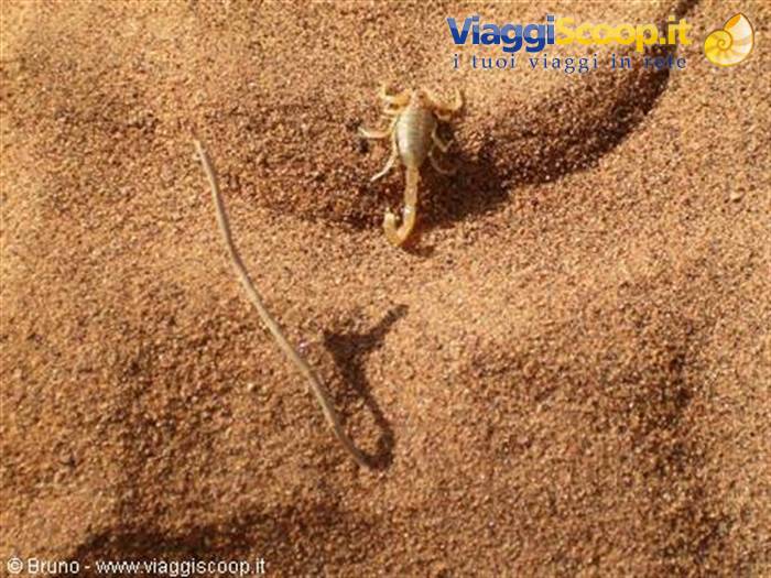 Encounter with a scorpion