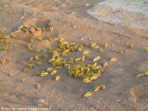 Locusts in love