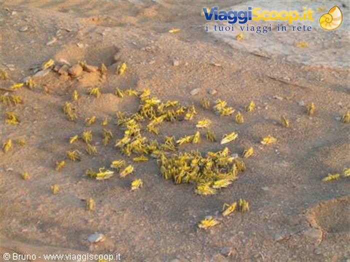 Locusts in love