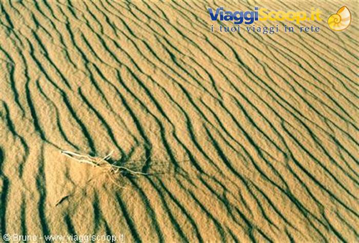 Algerian Sahara - Branch on the sand