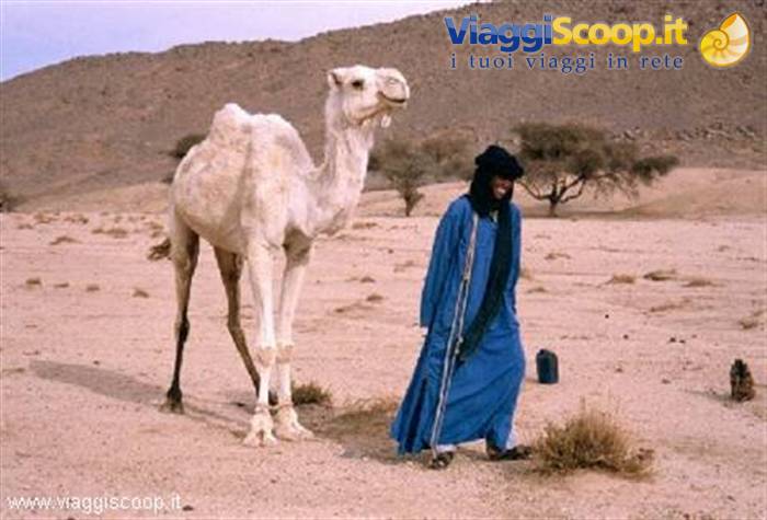 Dromedary and Tuareg