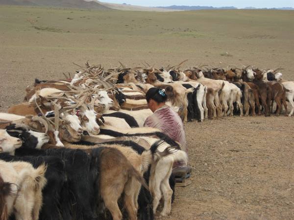 Milking the goats