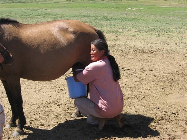 Milking the horses