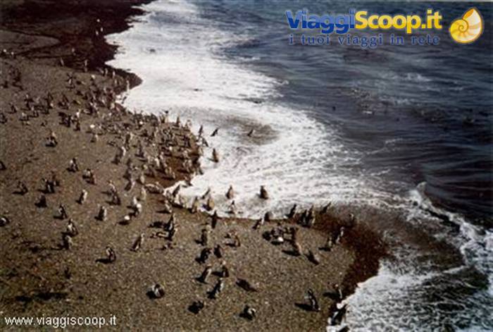 Penguins at Punta Tombo