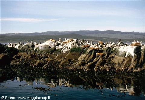 Cormorants in the Beagle Channel