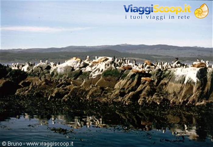Cormorants in the Beagle Channel