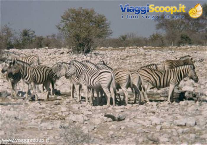 Group of zebras in Etosha National Park