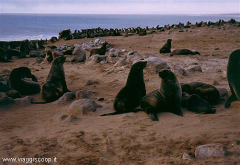 Seals at Cape Cross