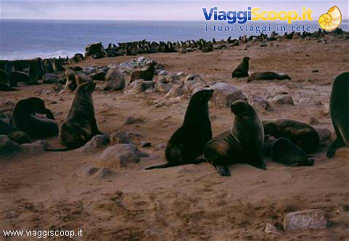 Seals at Cape Cross