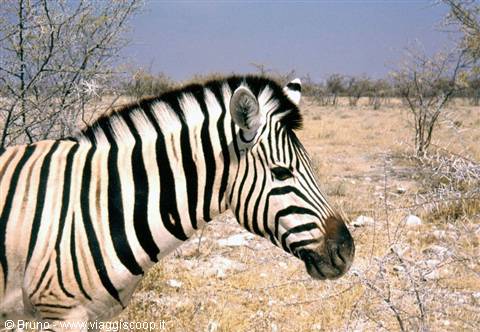 Zebra at Etosha National Park
