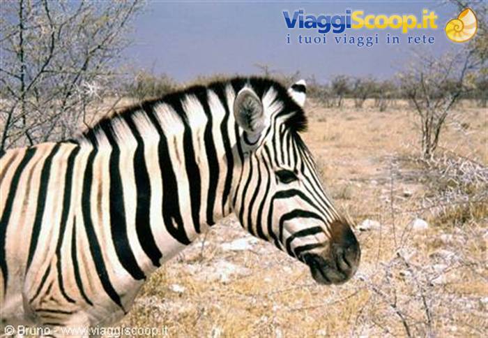 Zebra at Etosha National Park