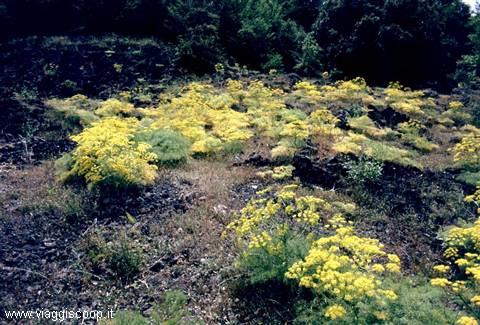 Fennel in bloom among the lava