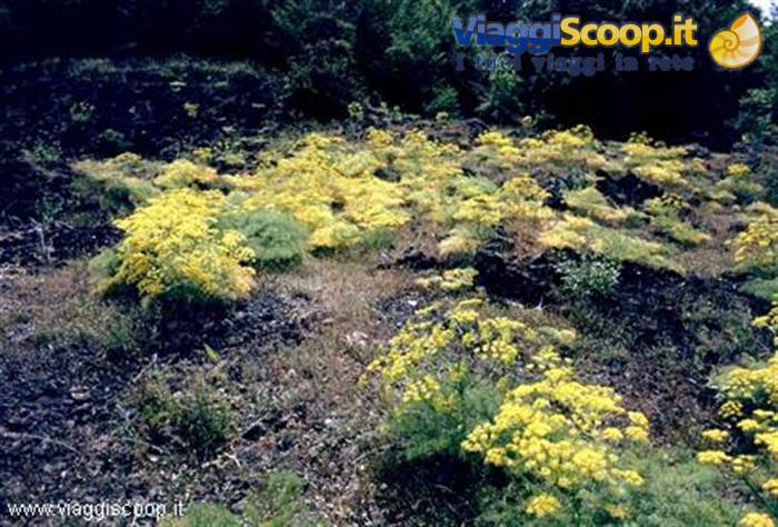 Fennel in bloom among the lava