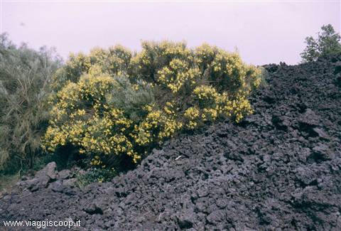 Broom in bloom among the lava