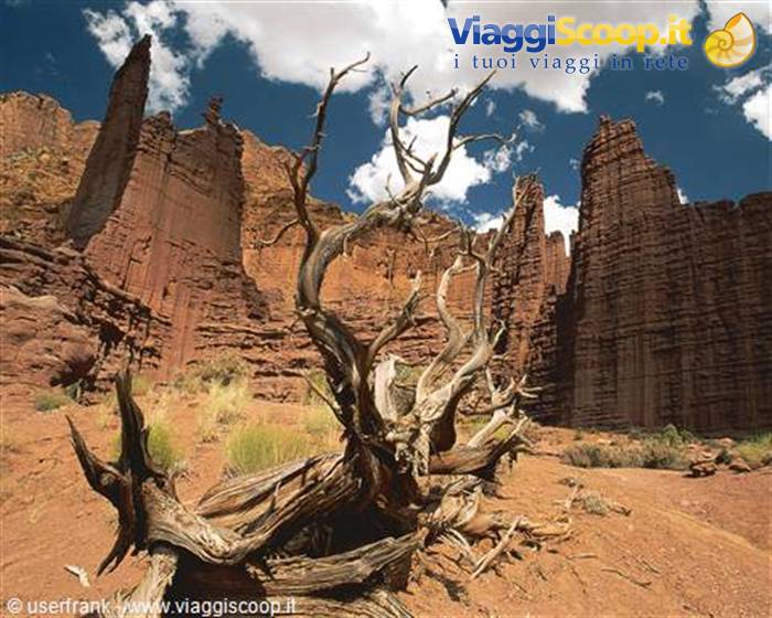 Gnarled dead trunk in front of Fisher Towers red sandstone spires
