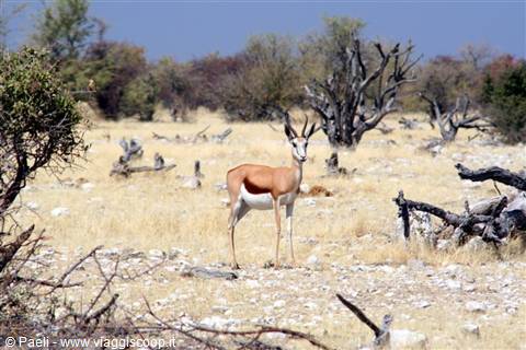 Springbok standing among dry grass and dead trees, Etosha