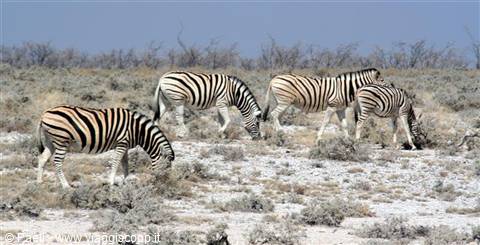 Four zebras grazing among dry bushes in the savanna
