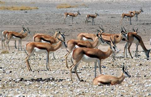 Herd of springbok on dry stony ground, some grazing, one resting