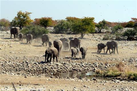 Dusty elephant herd gathered around a waterhole among dry bushes
