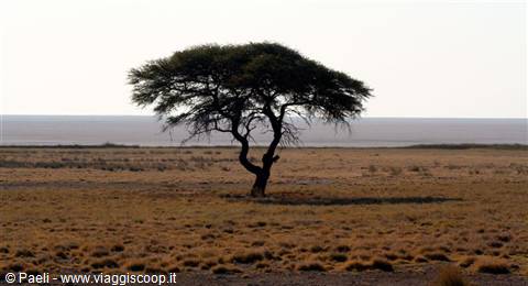 Lone acacia tree on dry salt pan, grassland under hazy bright light