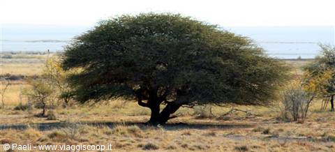 Majestic acacia tree on dry savanna, sparse grasses and lake behind, Etosha