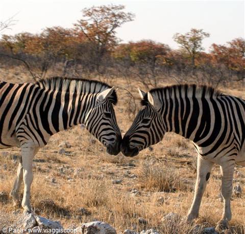 Two zebras touching muzzles in dry savanna among golden grass