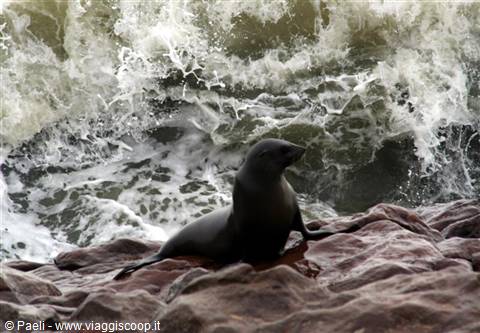Black sea lion on reddish rocks, foamy waves crashing behind
