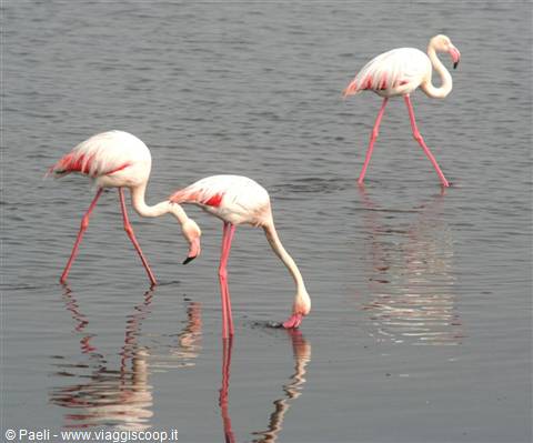 Three pink flamingos foraging in shallow calm water