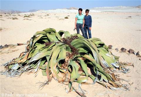 Two tourists beside a giant welwitschia plant in sandy desert