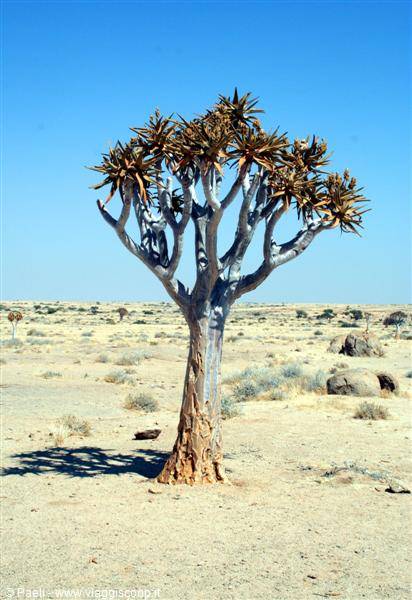 Quiver tree with smooth trunk and spiky crown in sandy desert under blue sky