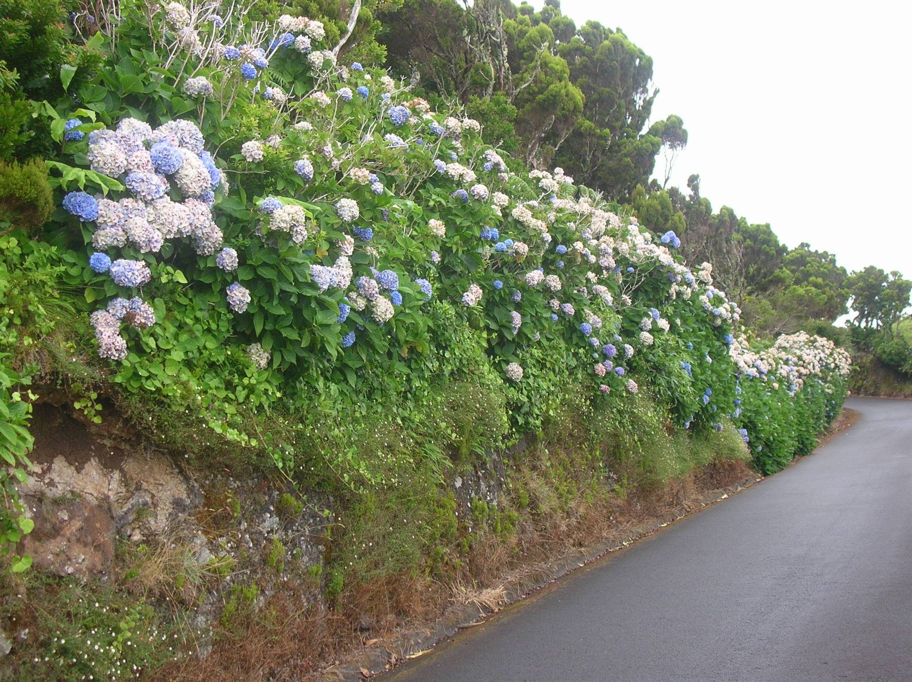 avenue of hydrangeas