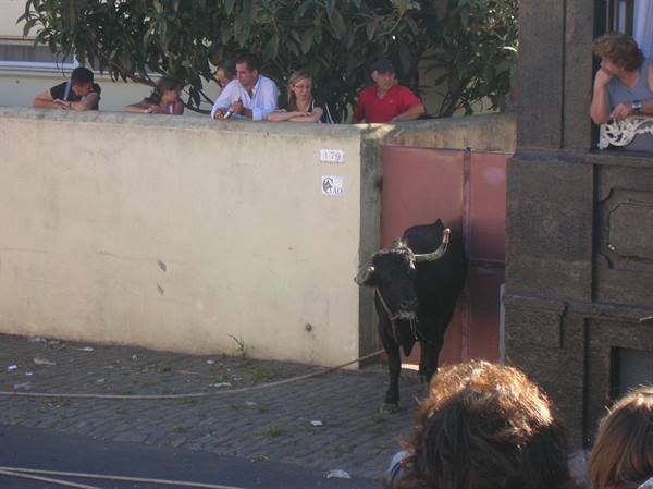 The tourada da corda 2