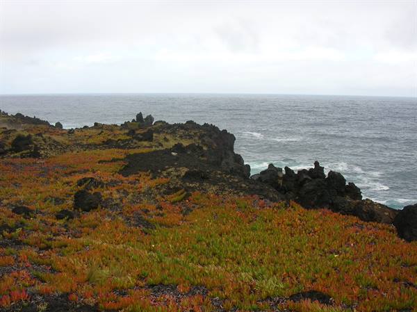 Black lava rocks on ocean coast with orange vegetation under cloudy sky
