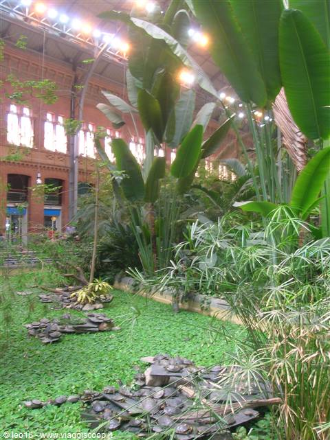Greenhouse inside Madrid's Atocha station, turtles in pond among tropical plants