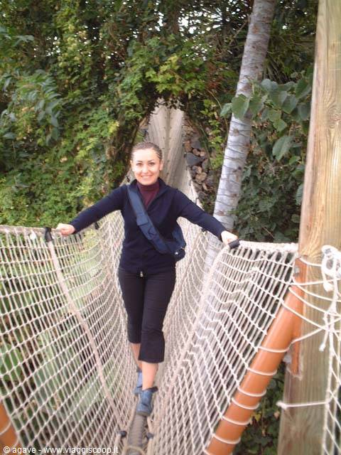 I feel a bit like Tarzan!