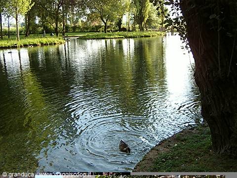 Duck swimming in a green pond surrounded by park trees