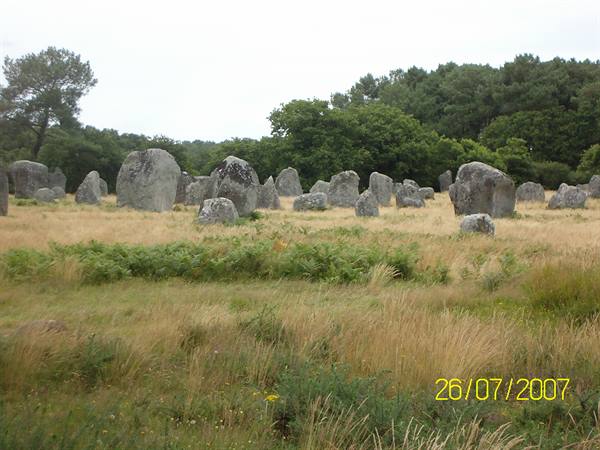 Standing stone menhirs among dry grass and ferns, trees behind, Carnac