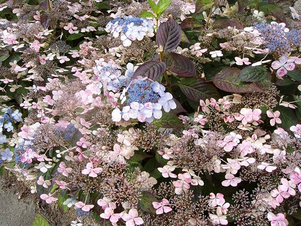 Hydrangea bush with blue and pink flowers, dark leaves, natural light