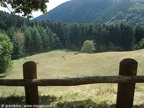 Rough wooden fence before a meadow and conifer forest on mountains