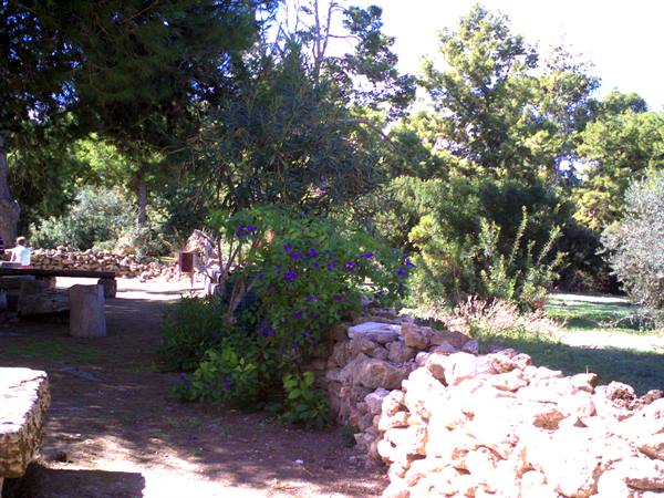 Motya : the flora