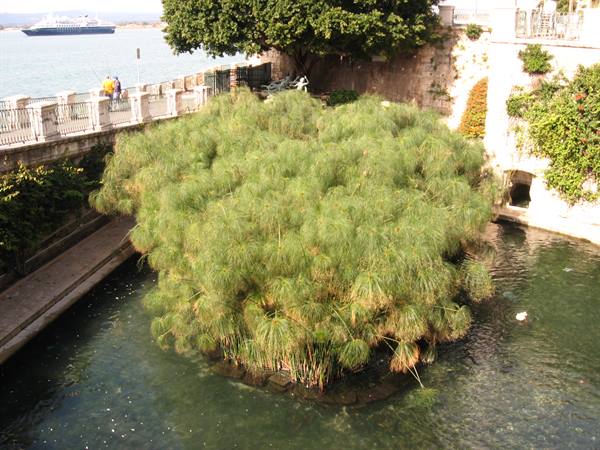 Syracuse:the Fountain of Arethusa