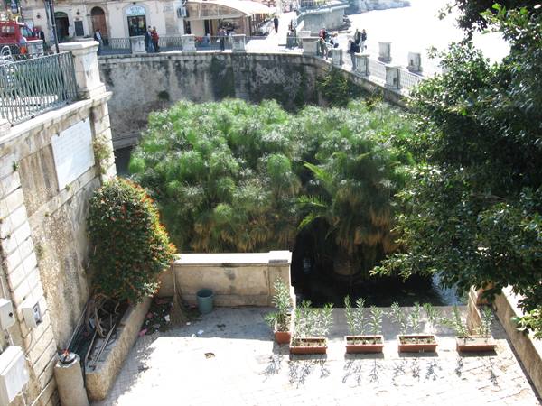 Syracuse:the Fountain of Arethusa