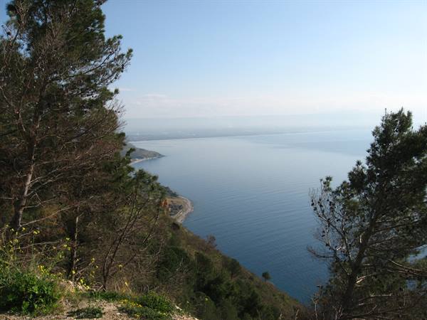 Maritime pines above a rocky coastline sloping down to blue sea