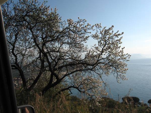 Almond tree in bloom at Capo Vaticano