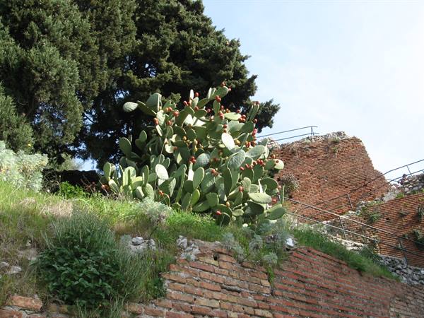 prickly pears