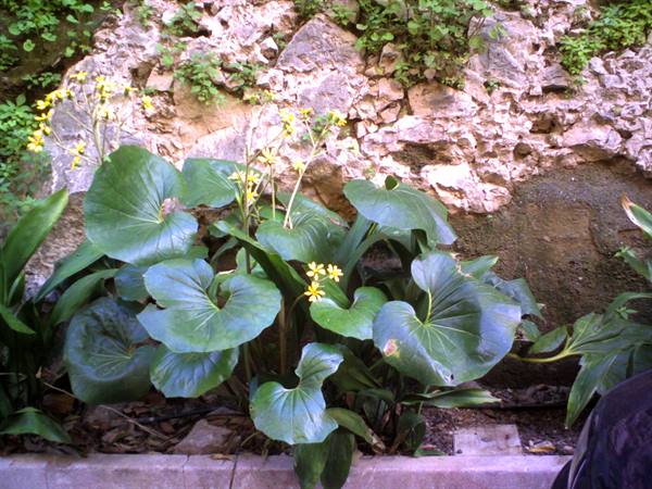 February flowers