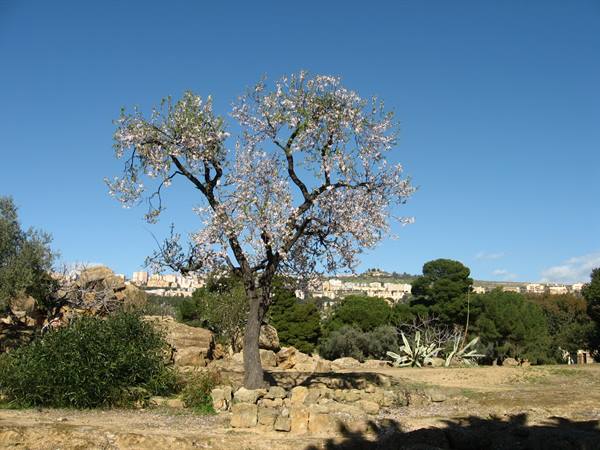 Blossoming almond tree among rocks and agaves in Agrigento archaeological site